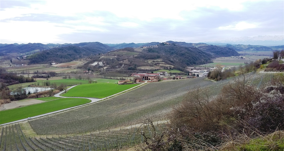 Camminata della Mimosa
